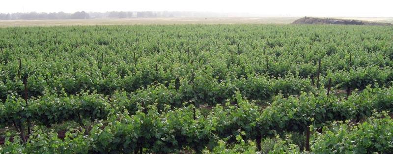 vineyard9
