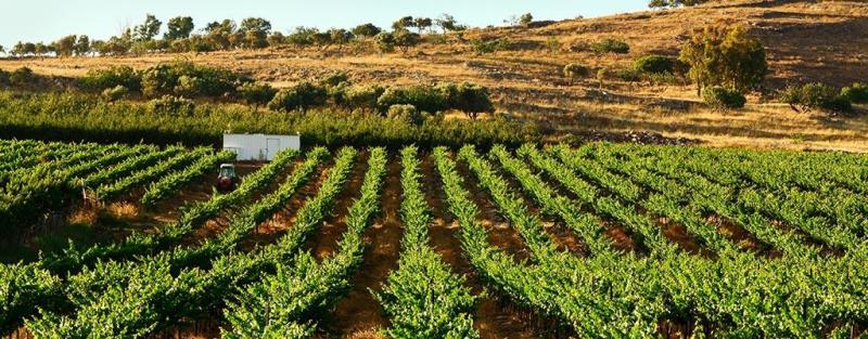 vineyard alma