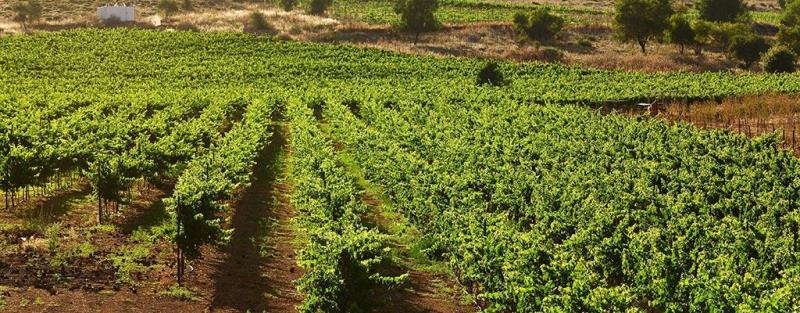 vineyard dalton