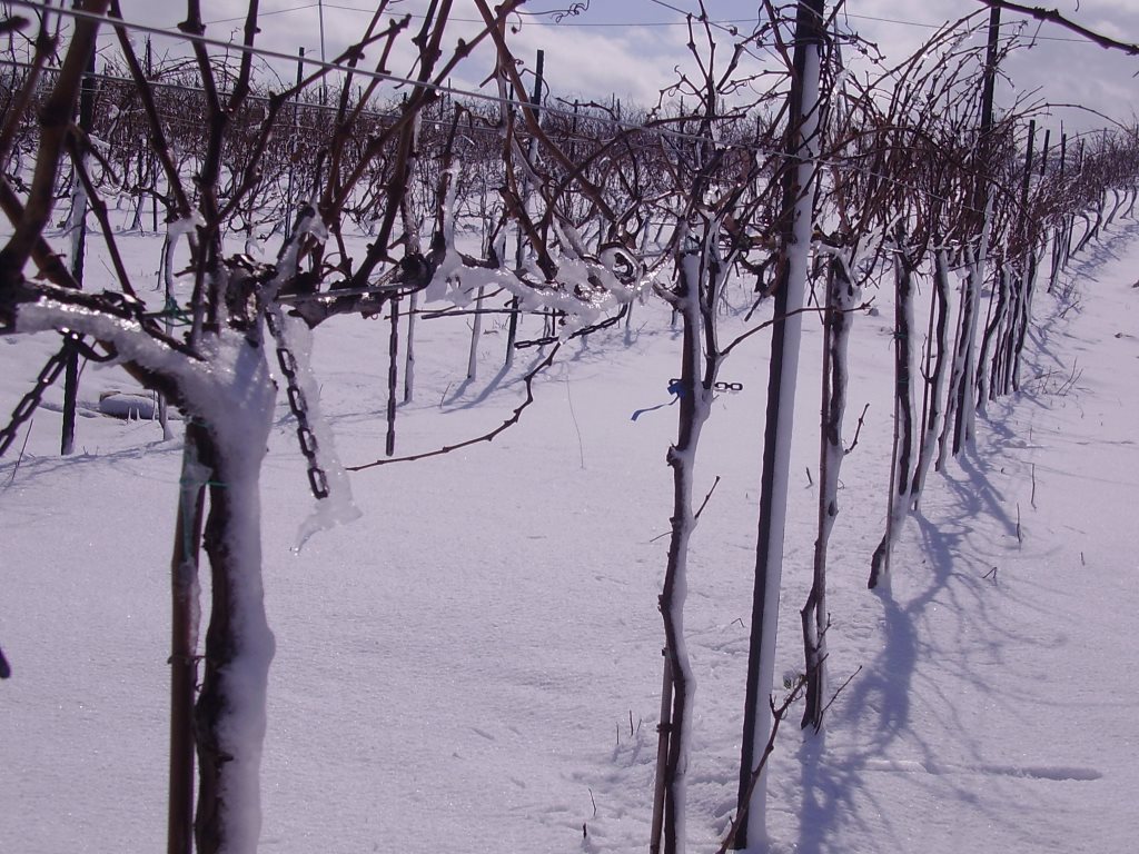 tura vineyard