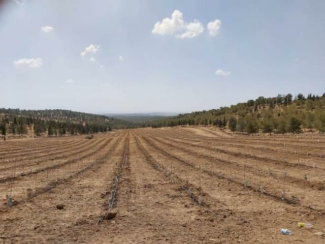 Planting a vineyard
