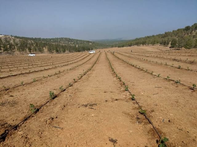 Planting a vineyard1