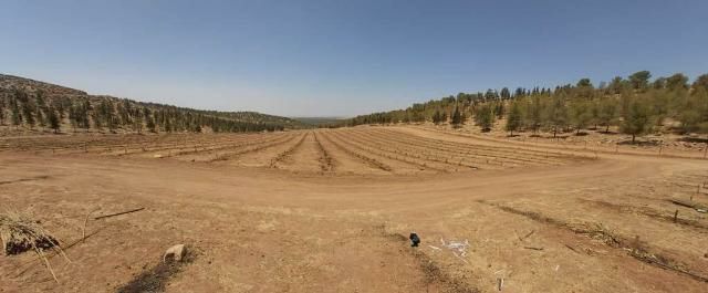 Planting a vineyard2